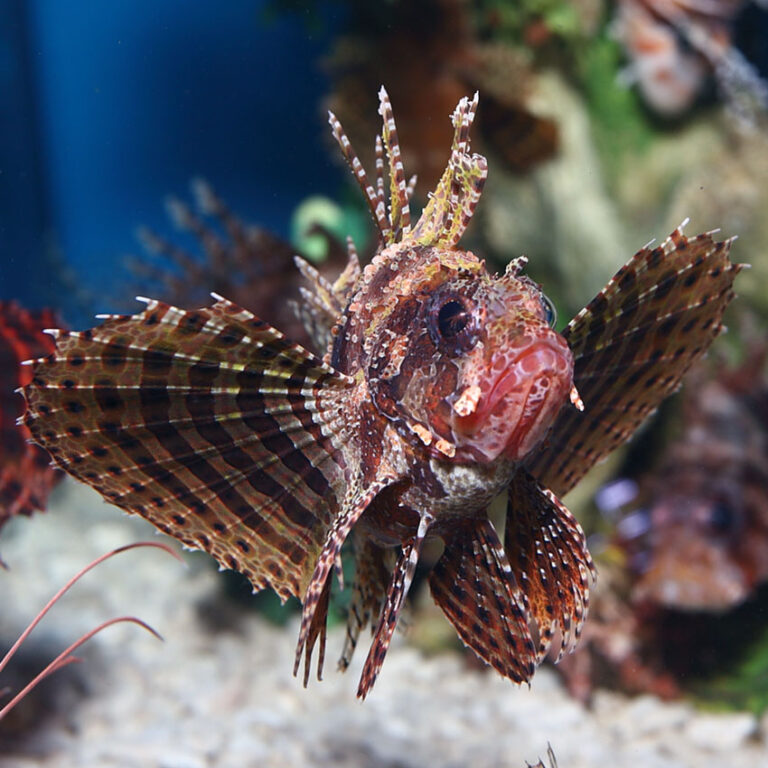 Fuzzy Dwarf Lionfish Fast Professional Service Abyss Aquatics