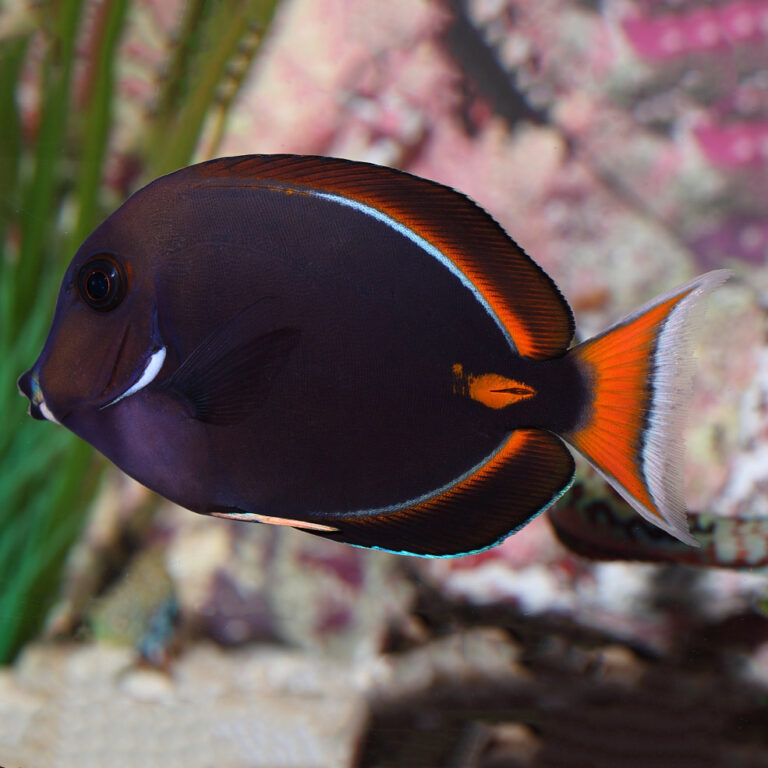 Achilles Tang Fast Professional service Abyss Aquatics