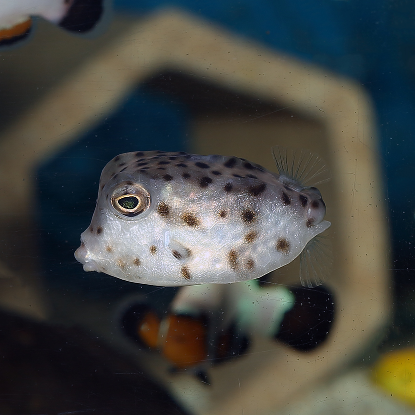 Boxfish care hotsell