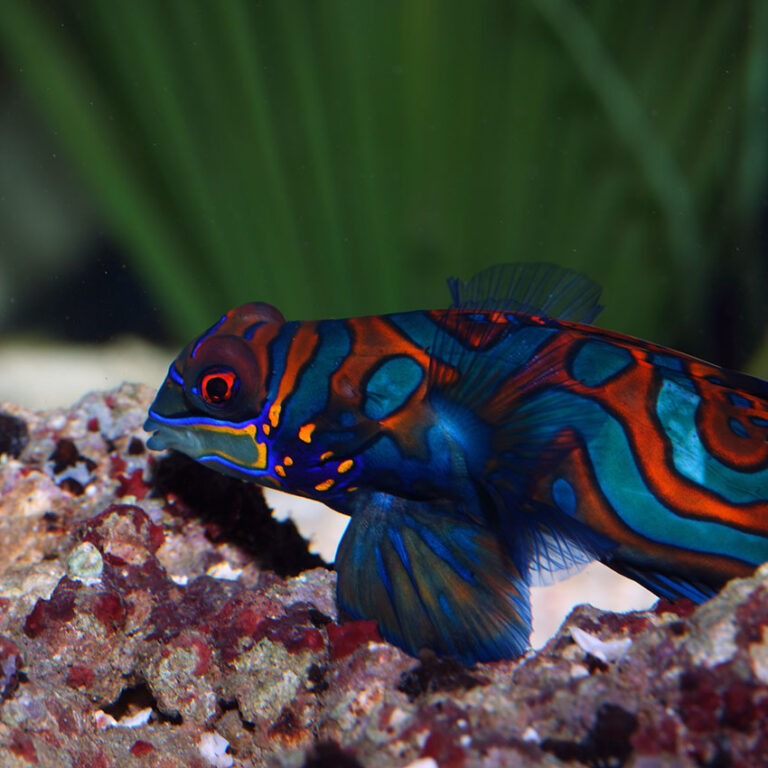 Blue Mandarin Fast Professional service Abyss Aquatics