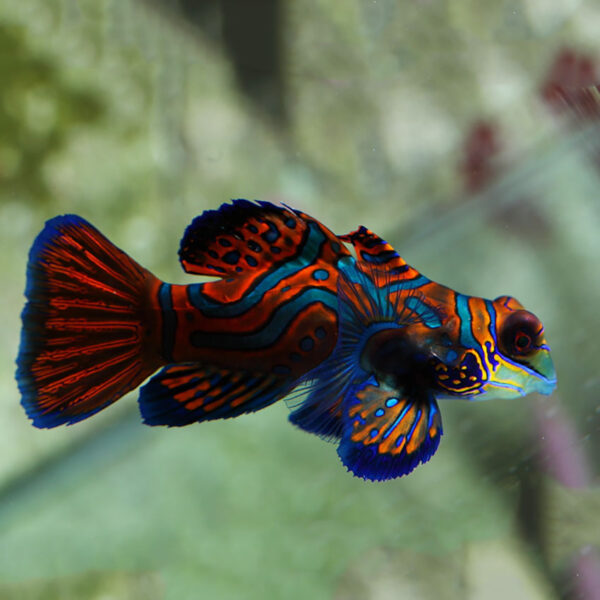 Blue Mandarin Fast Professional service Abyss Aquatics