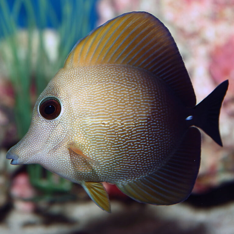 Brown Scopas Tang Fast Professional service Abyss Aquatics