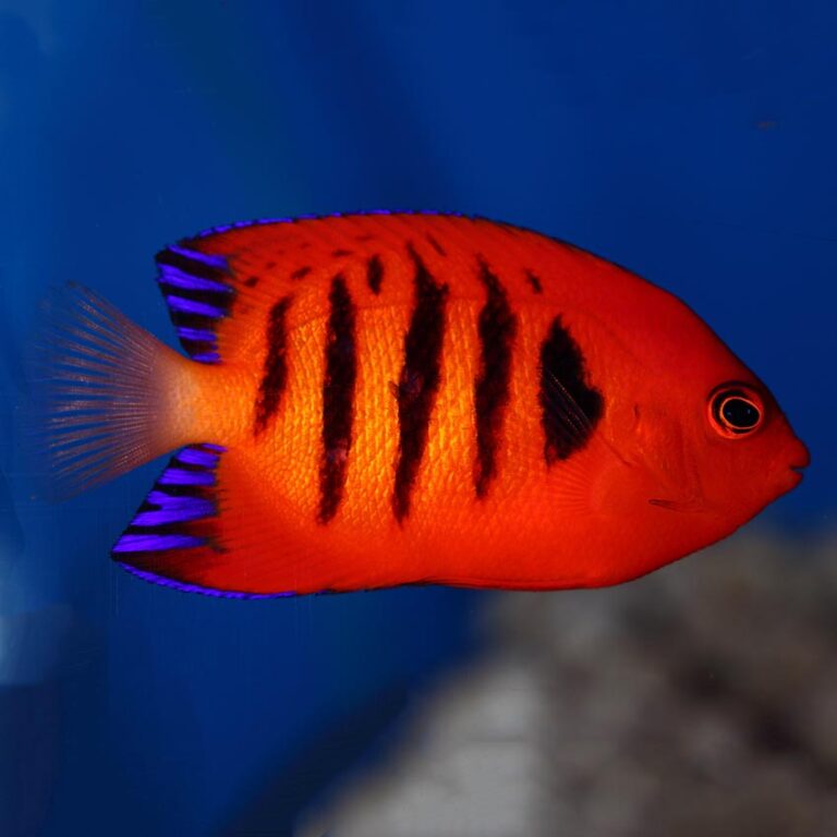 Flame Angelfish from Abyss Aquatics UK . Fast Professional service.