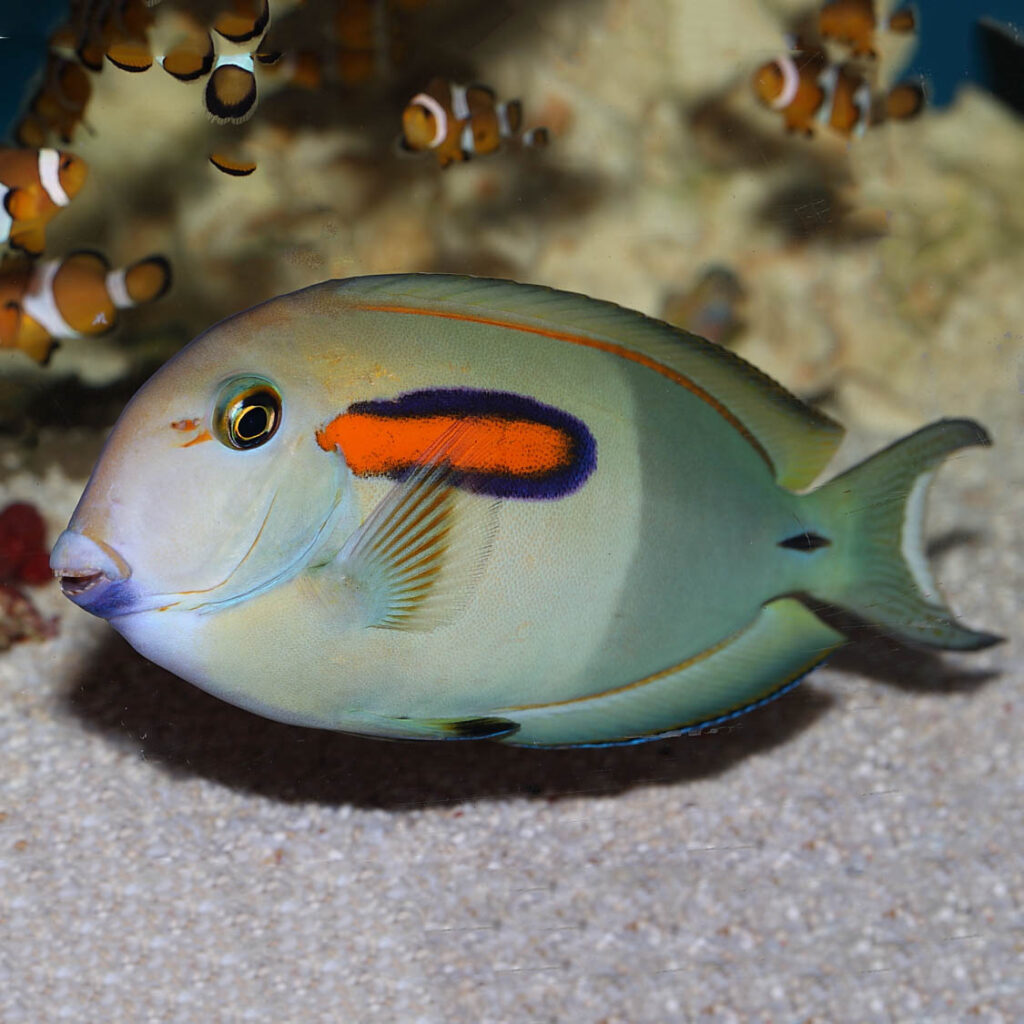 Orange Shoulder Tang Adult | Fast Delivery Abyss Aquatics UK