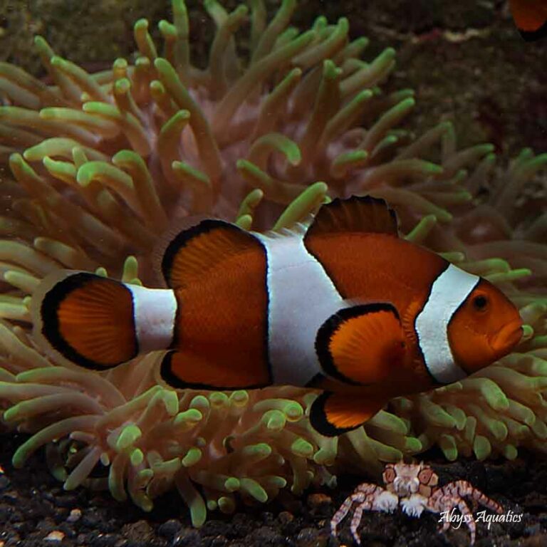 Clownfish: Designer clownfish or normal clownfish for sale instore or ...