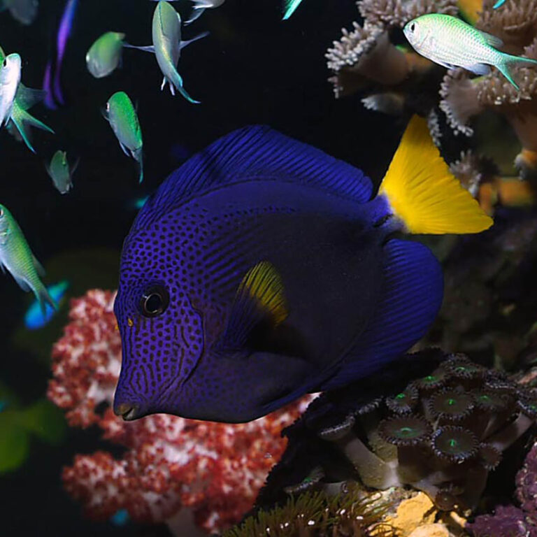 Purple Tang Fast Professional service Abyss Aquatics