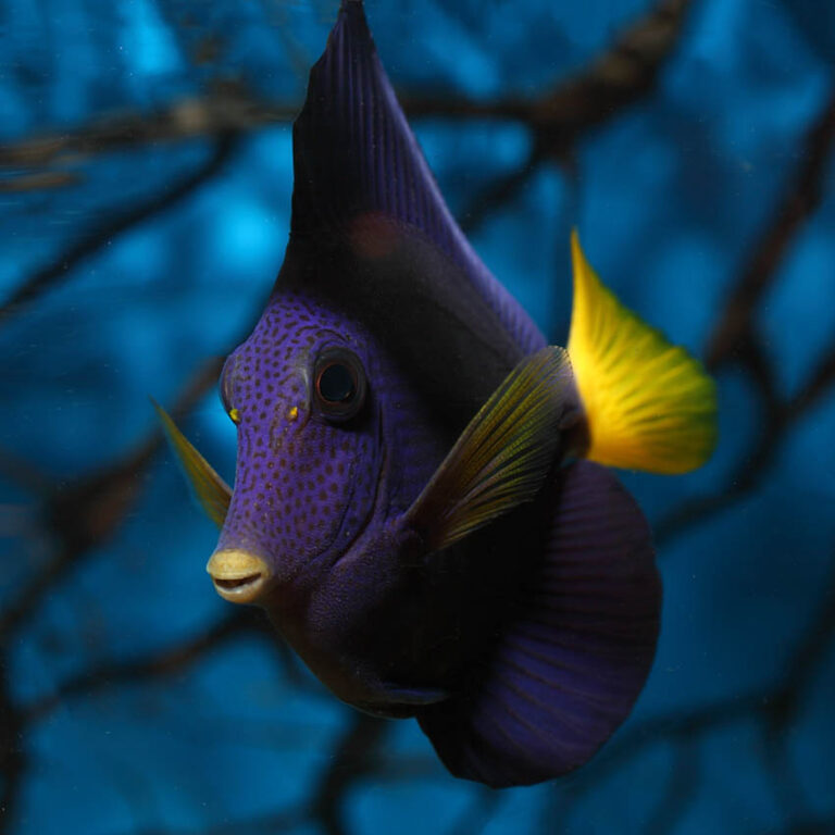 Purple Tang Fast Professional service Abyss Aquatics