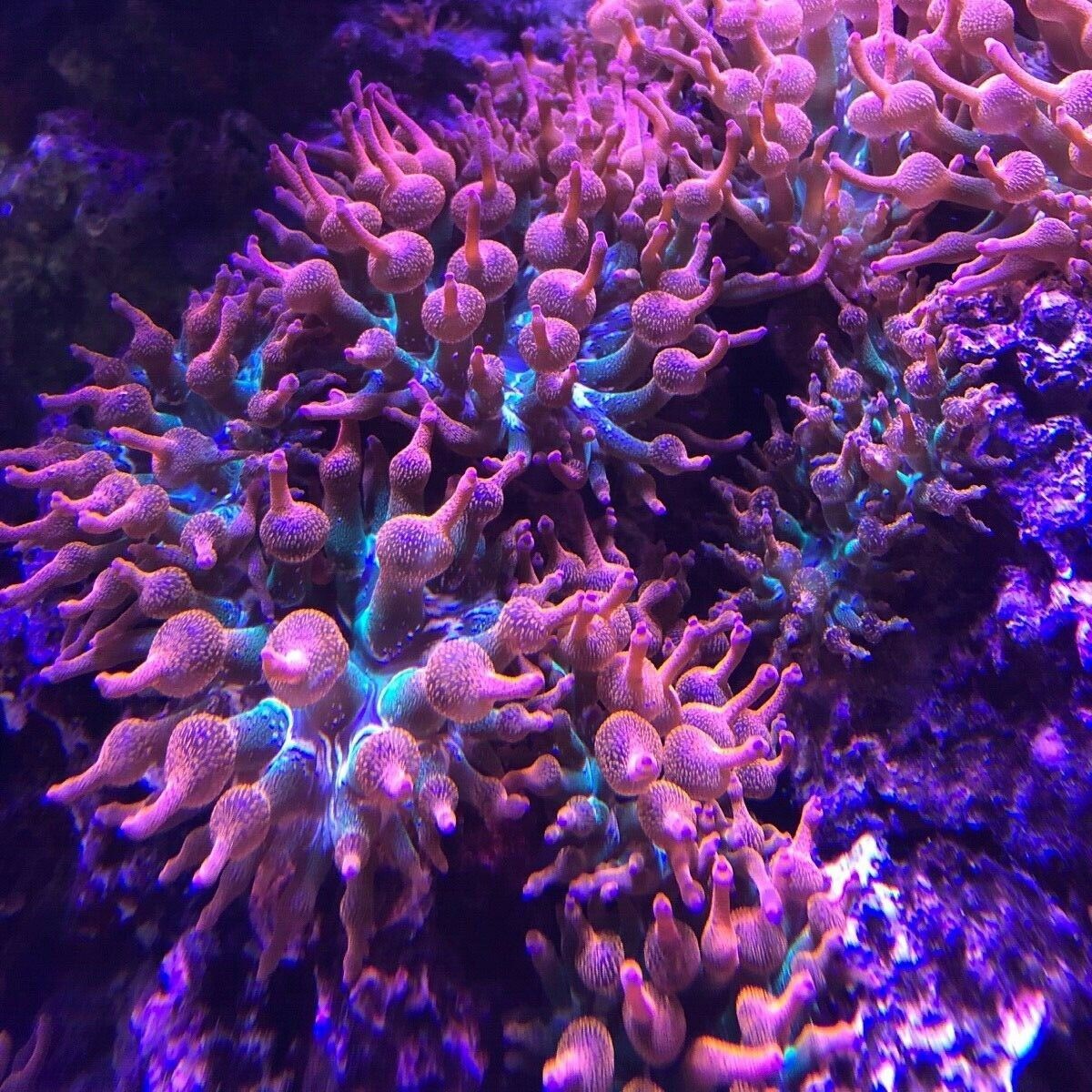 Tri-colour Bubble Anemone Pest free promiseAbyss Aquatics UK