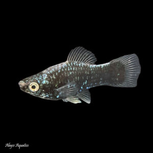 Buy Celebes Rainbowfish.. Fast, Professional Service