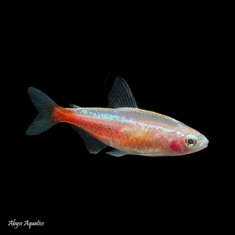 Golden Cardinal Tetra Fast, Professional Service