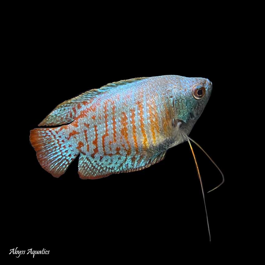 Buy Neon Royal Blue Dwarf Gourami Male Fast, Professional Service