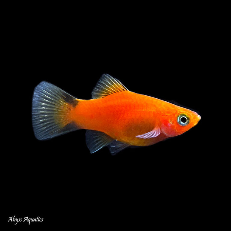 Shop Online for Platy · Abyss Aquatics UK