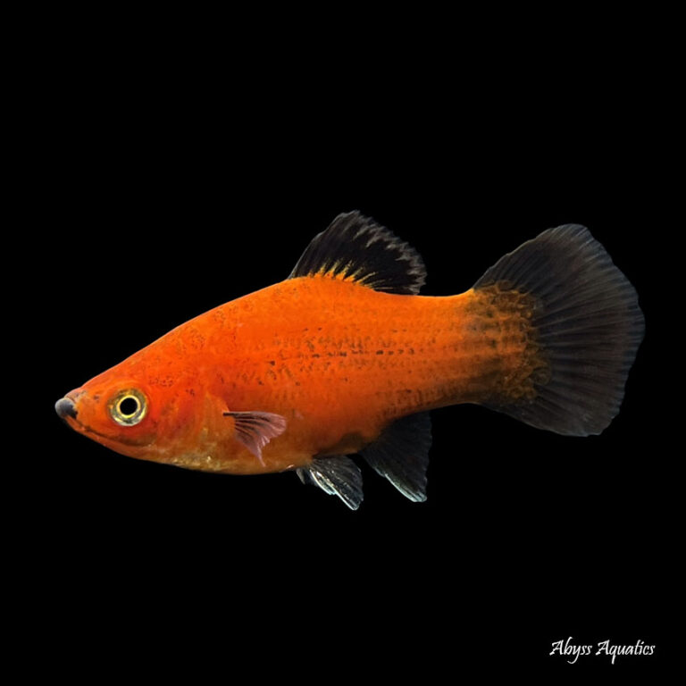 Buy Red Wagtail Platy Fast Professional Service