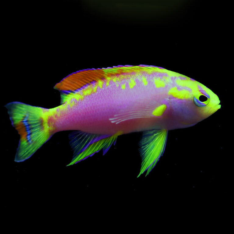 Ventralis Anthias Male Fast Professional service Abyss Aquatics