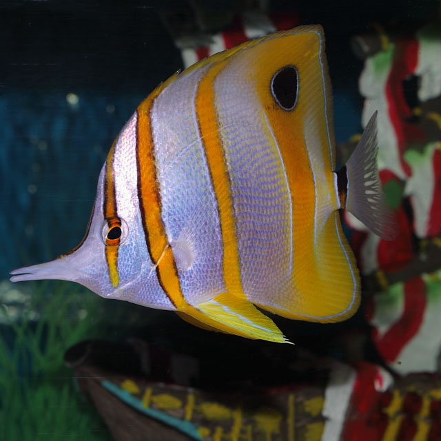 Copperband Butterfly · Shop Online at Abyss Aquatic Warehouse