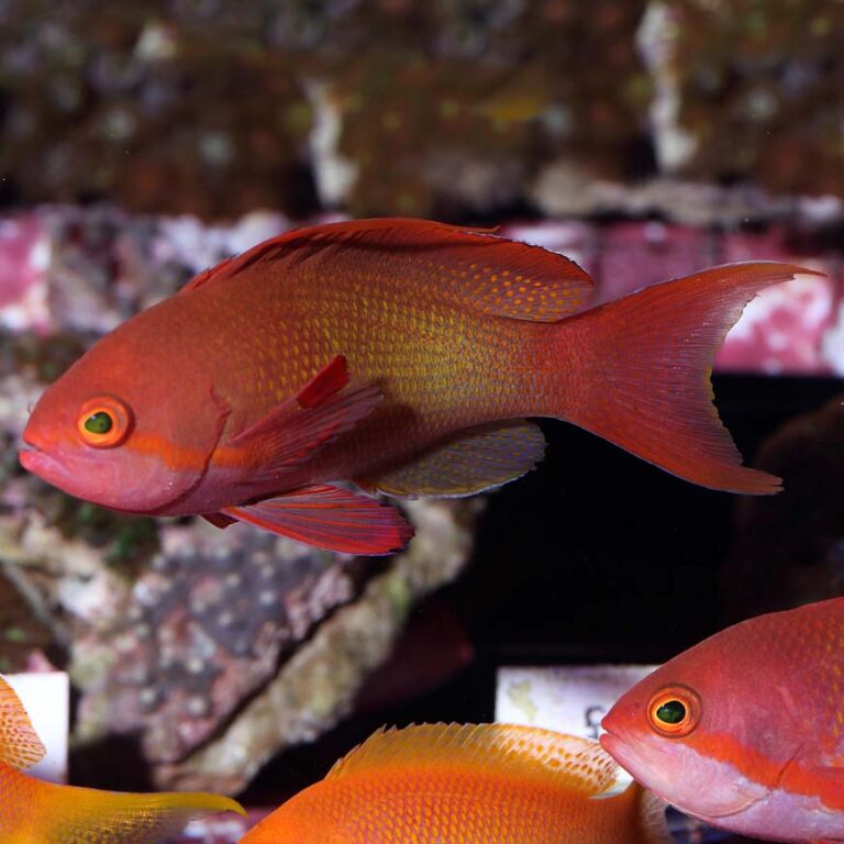 Squamipinnis Lyretail Anthias Male Abyss Aquatics