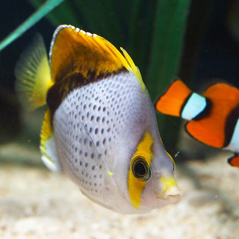 Declivis Butterflyfish Fast Professional Service Abyss Aquatics