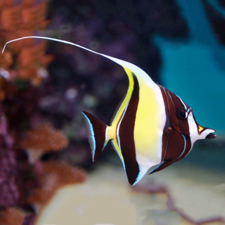 Moorish Idol Fast Professional service Abyss Aquatics