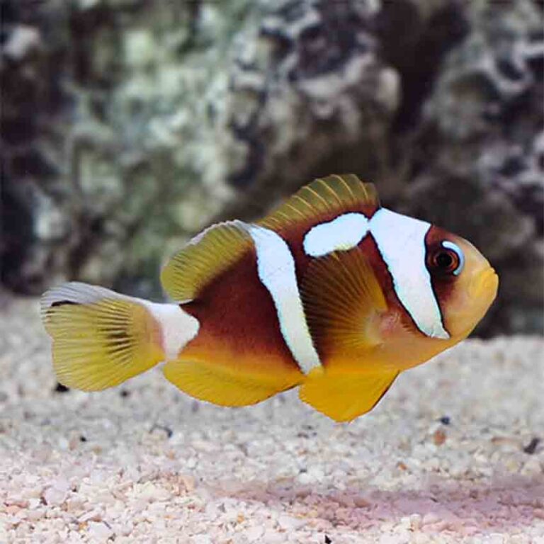 Spotcinctus Clownfish Designer clownfish onlineAbyss Aquatics UK