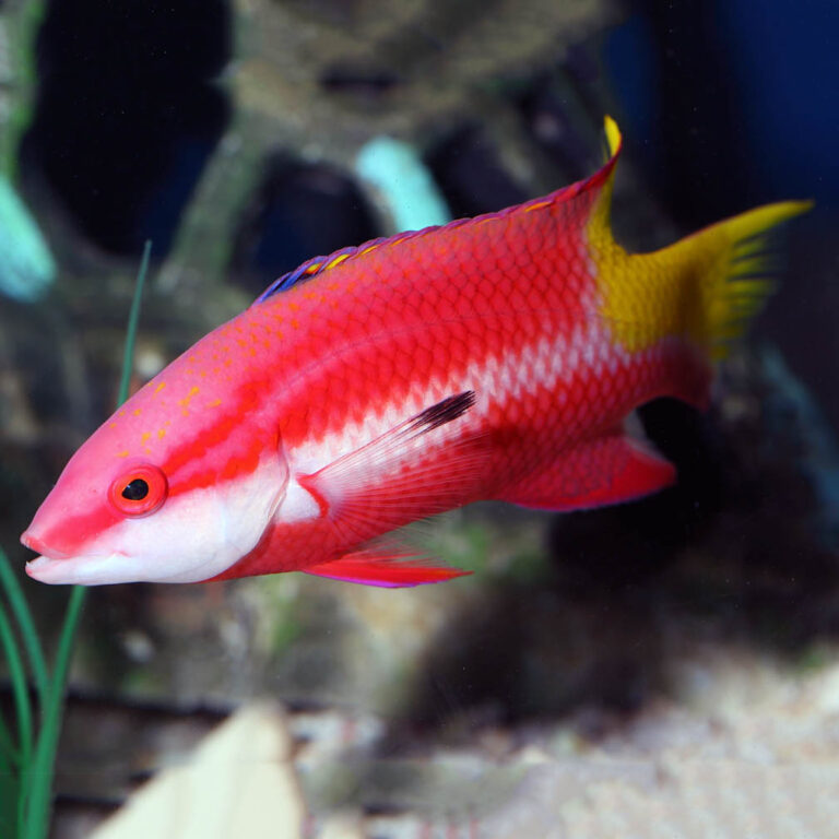 Cuban Hogfish Fast Professional service Abyss Aquatics