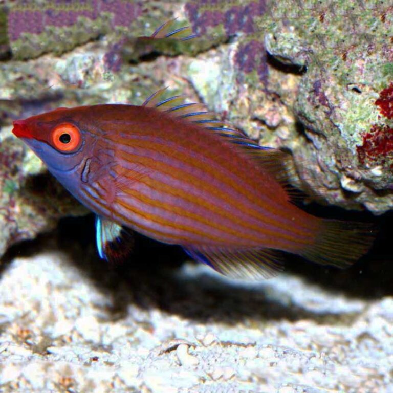 Pink Streaked Wrasse Fast Professional service Abyss Aquatics