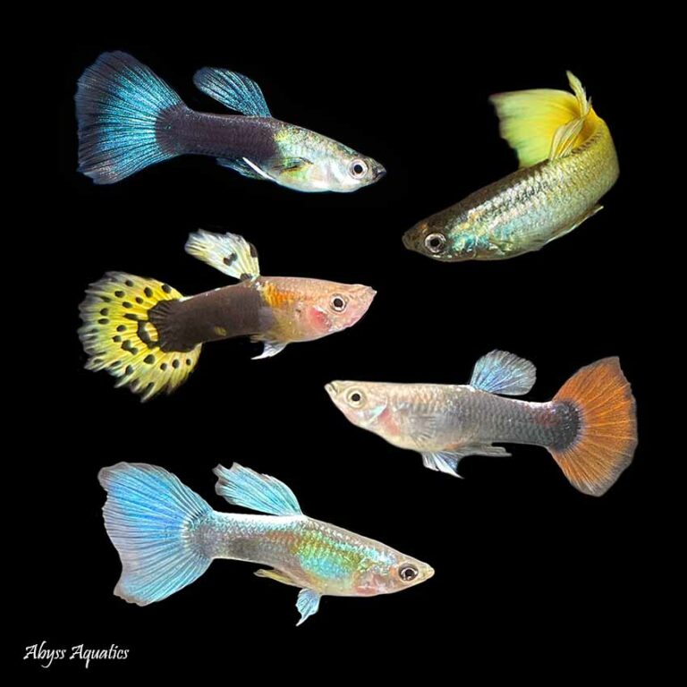 Assorted Guppy Male Fast, Professional Service