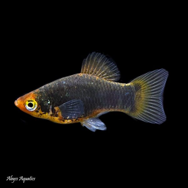 Buy Black Platy Fast, Professional Service