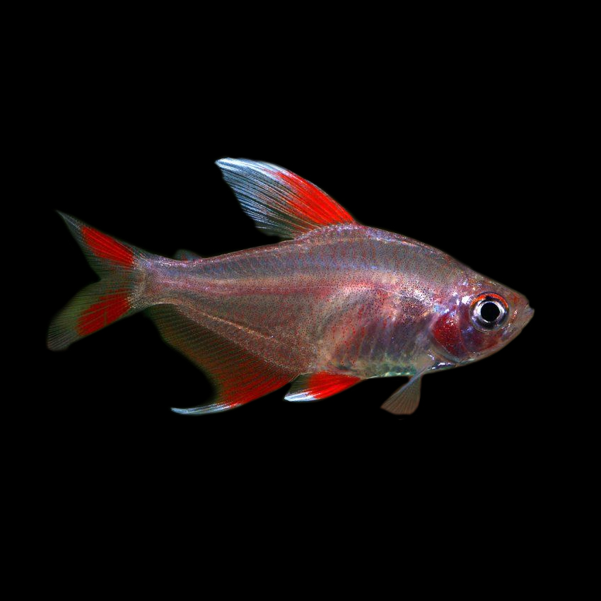 White Fin Tetra in aquarium