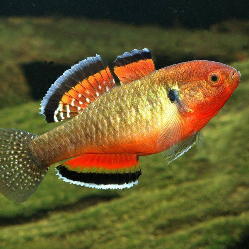 Empire Gudgeon 3-4 cm | Fast Delivery Abyss Aquatics UK