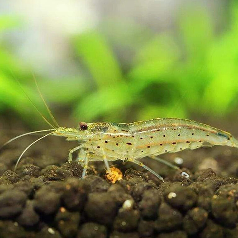 Amano Shrimp | Fast Delivery Abyss Aquatics UK