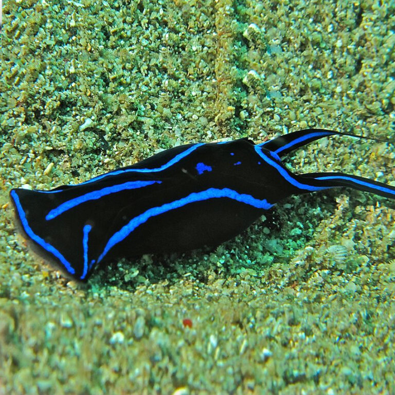 Blue Velvet Nudibranch | Fast Delivery Abyss Aquatics UK