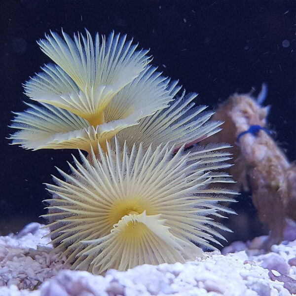 Yellow Feather Duster | Fast Delivery Abyss Aquatics UK
