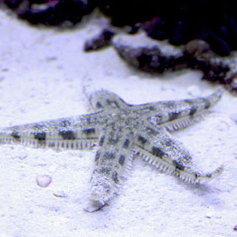 Sand Sifting Starfish | Fast Delivery Abyss Aquatics UK