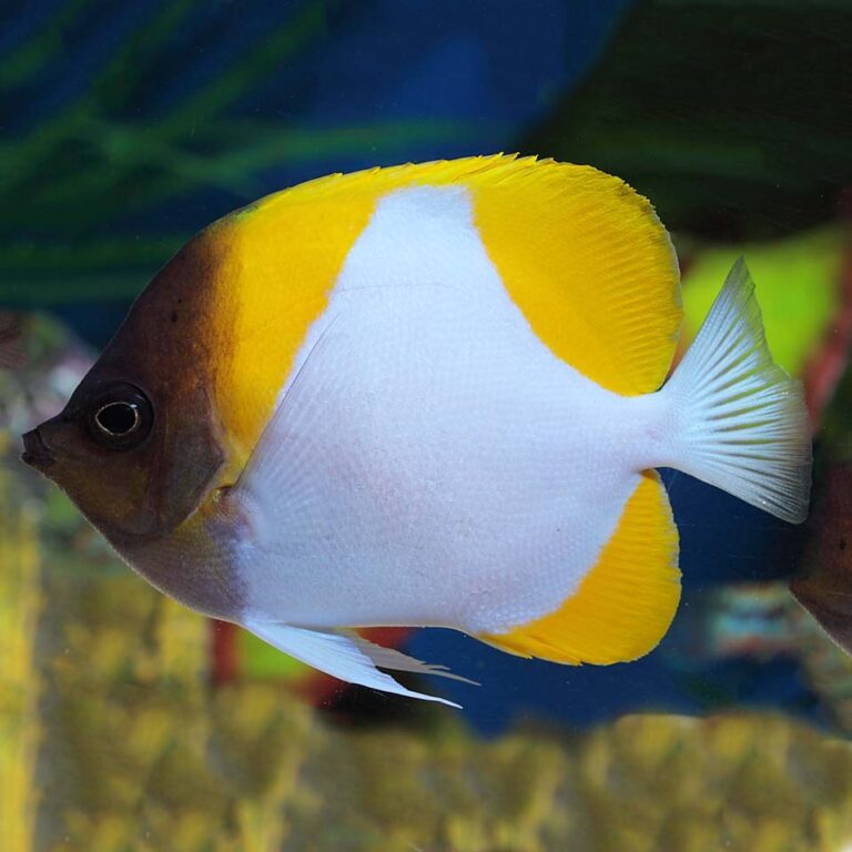 Yellow Pyramid Butterfly Polylepis Fast Professional service Abyss Aquatics