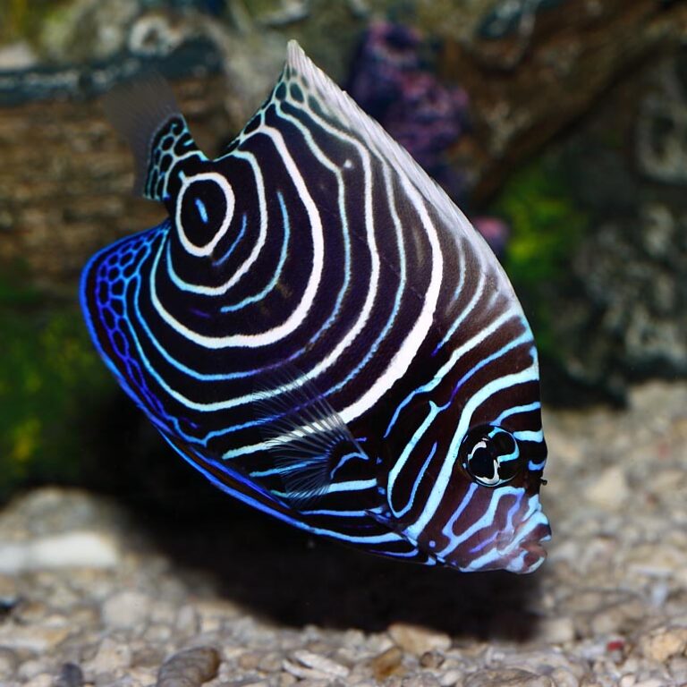 Emperor Angelfish Juvenile Fast Professional Service Abyss Aquatics