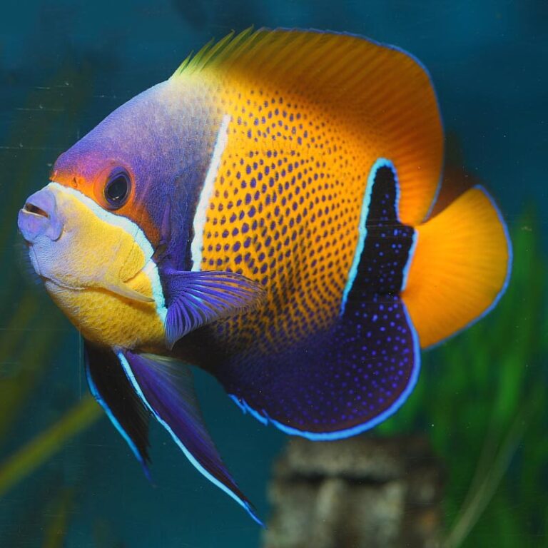 Majestic Angelfish Adult Fast Professional service Abyss Aquatics