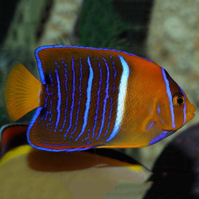 Passer Angelfish Juvenile Professional service Abyss Aquatics