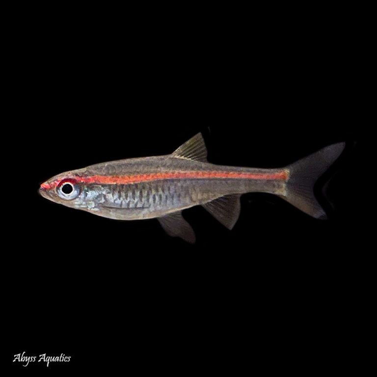 Red Line Rasbora