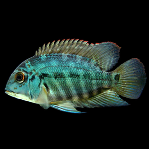 Buy True Parrot Cichlid.. Fast, Professional Service