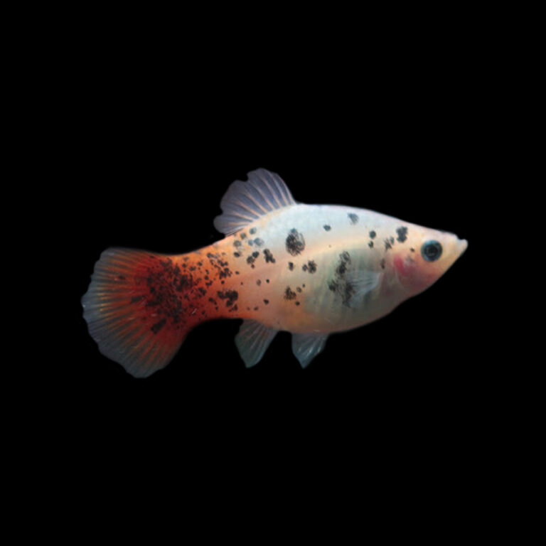 Calico Platy Fast Professional service Abyss Aquatics