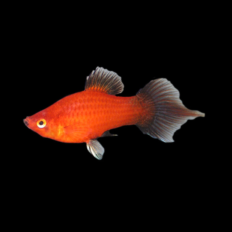 Red Wag Spitz Platy Fast Delivery Abyss Aquatics Uk