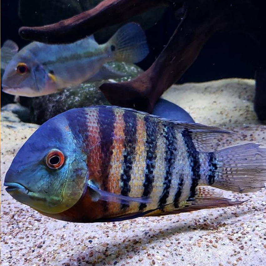 Red tiger severum store care