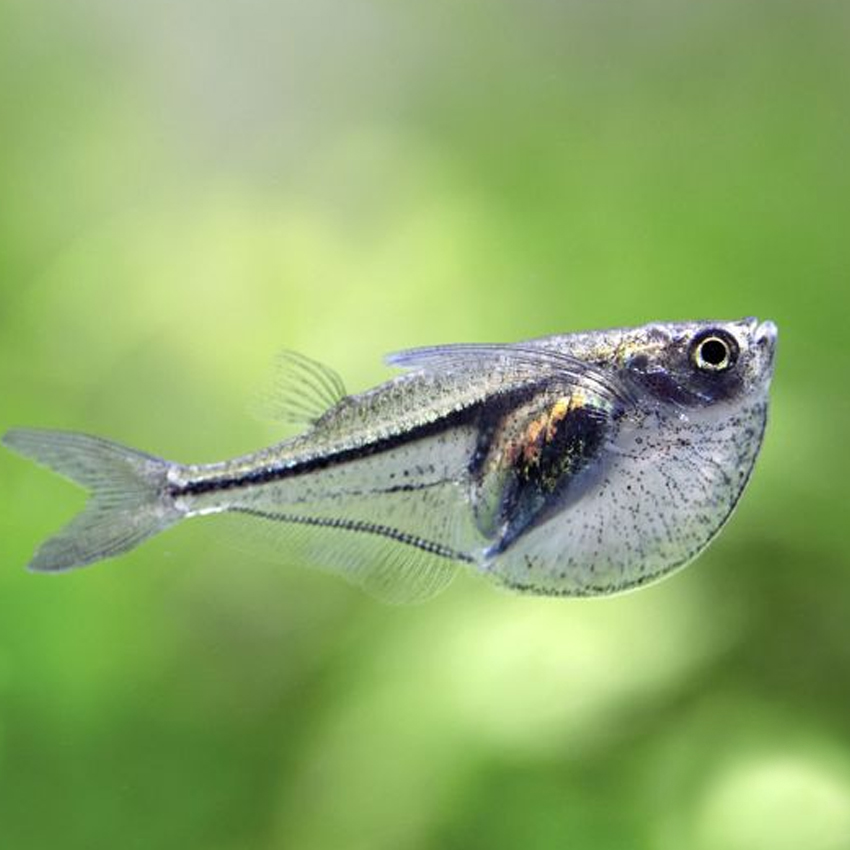 Buy Pygmy Hatchetfish.. Fast, Professional Service