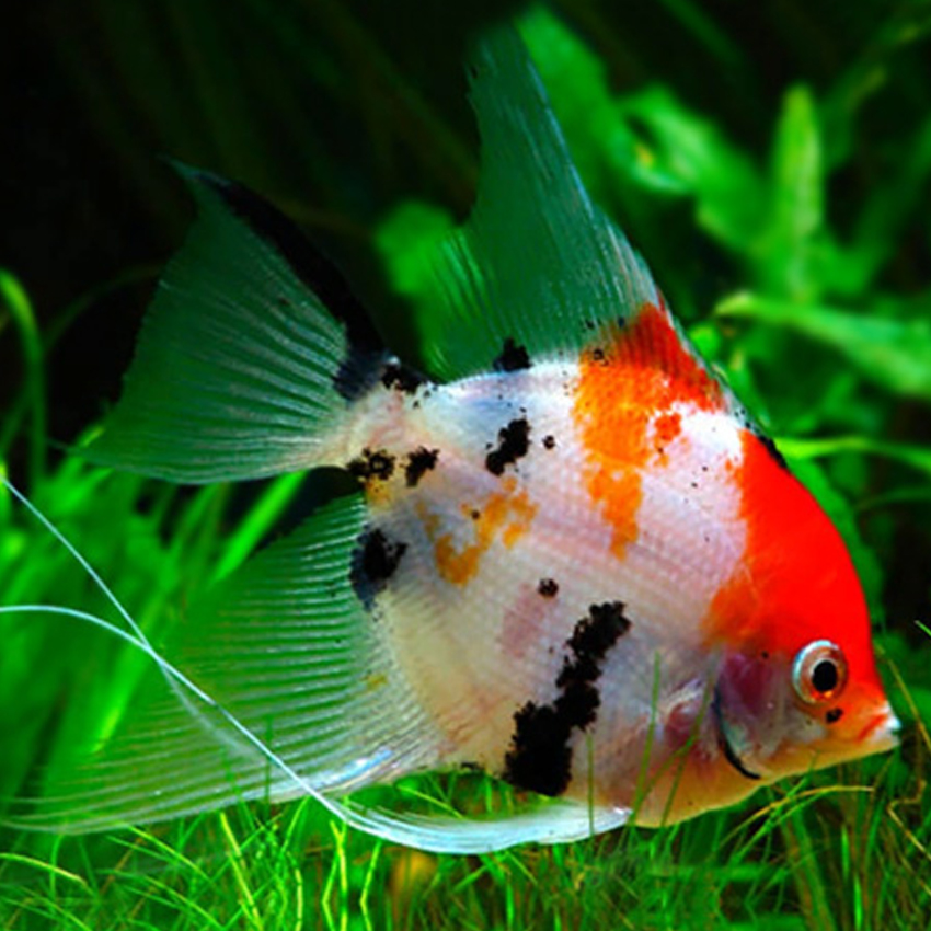 Buy Koi Angelfish Fast, Professional Service