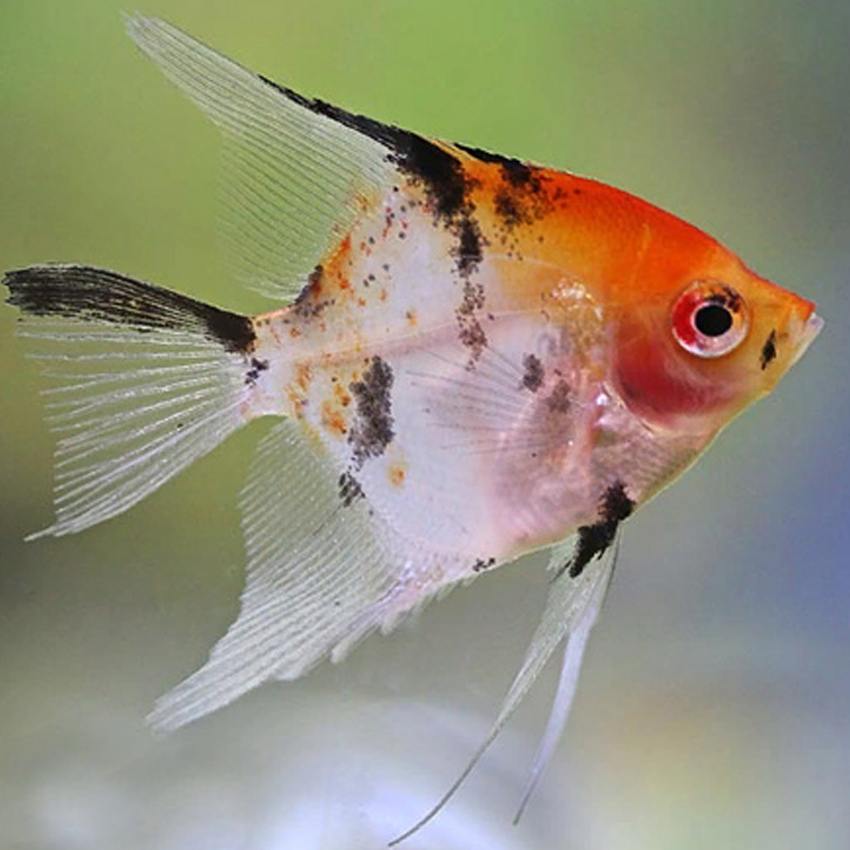 buy freshwater fish