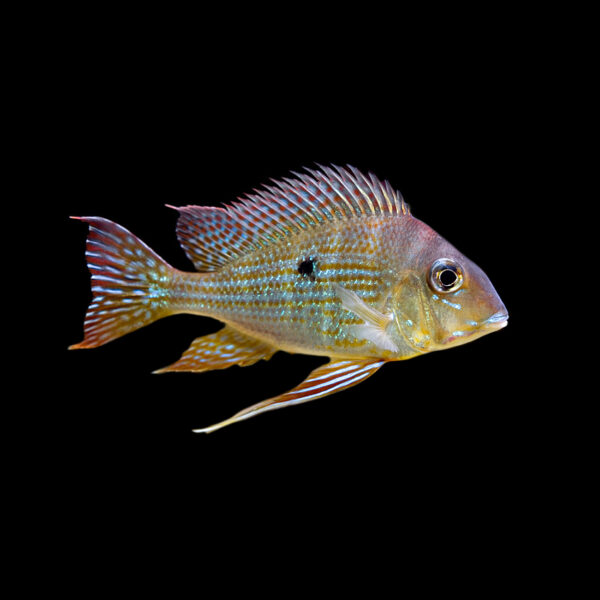 Geophagus Megasema.. Fast, Professional Service