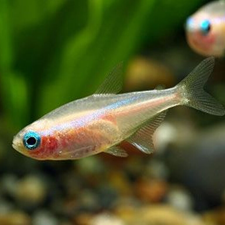 Blue Eye Golden Neon Tetra. Fast, Professional Service