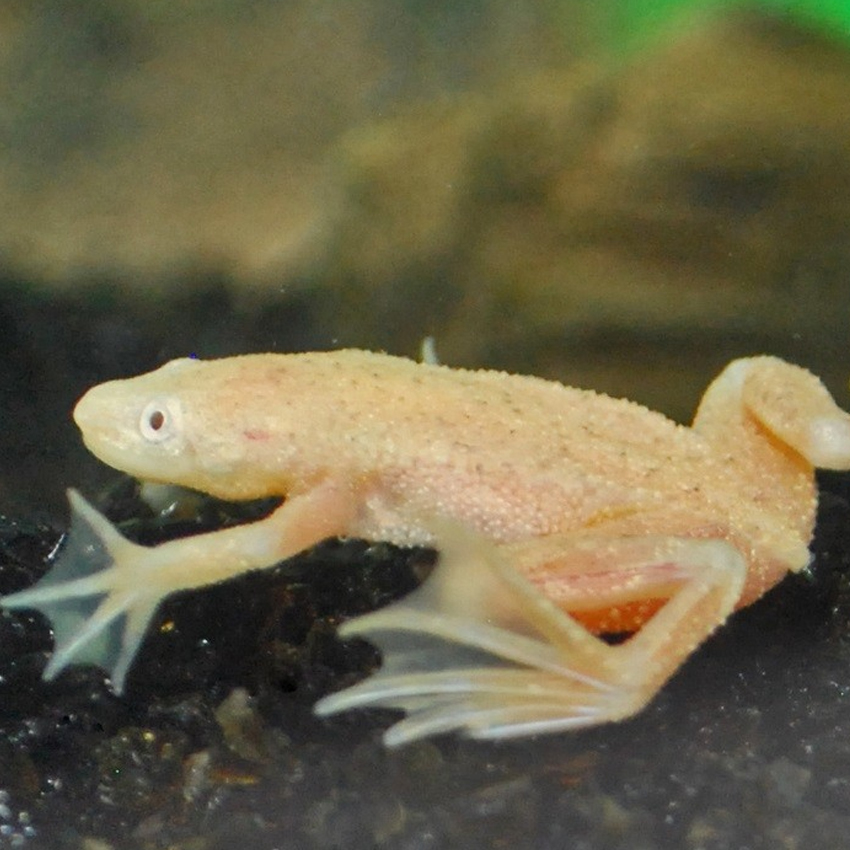 Albino African Dwarf Frog For Sale - bit-lo-2014-1
