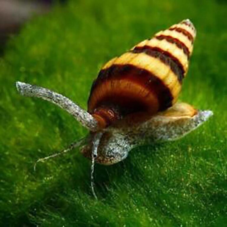 Assassin Snail | Fast Delivery Abyss Aquatics UK