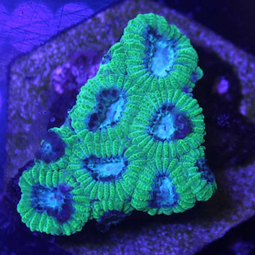 Green Blue Favia F2 · Shop Online at Abyss Aquatic Warehouse